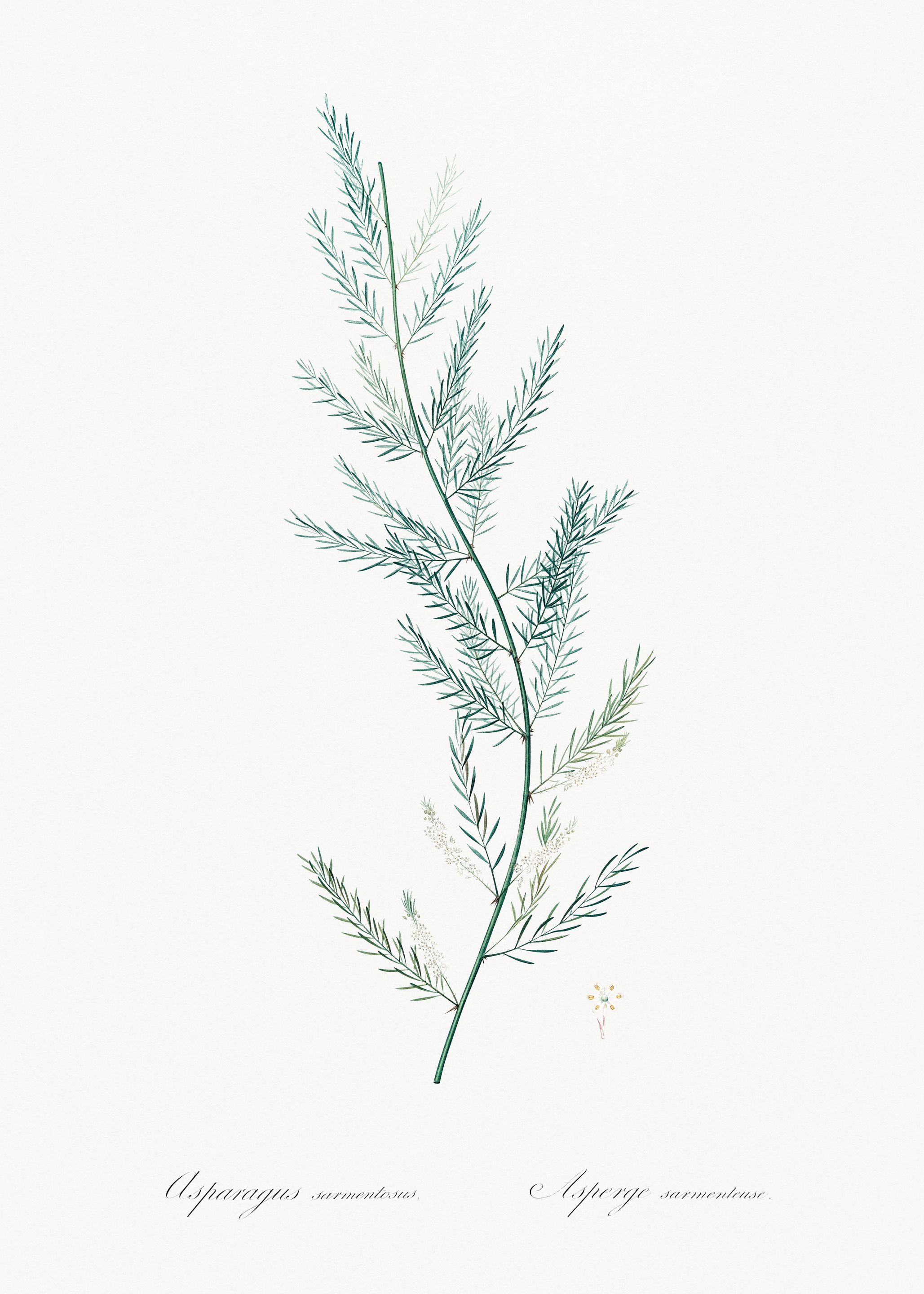 Asparagus Plant Illustration