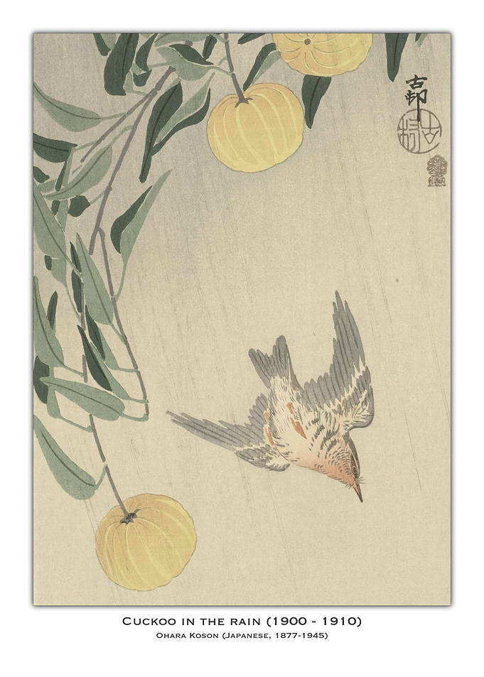 Cuckoo Bird in Rain