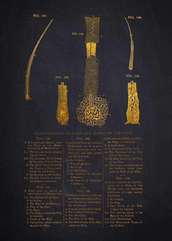 Hair and Skin Anatomy Diagram