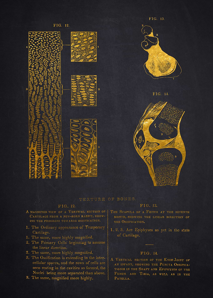 Texture Of Bones Anatomy Illustration