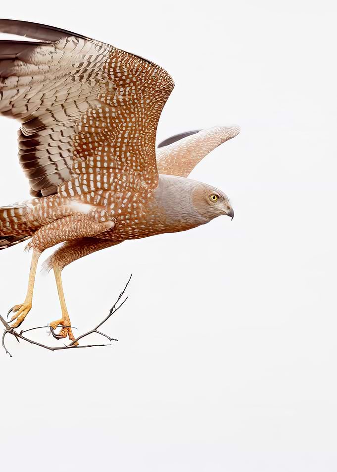 Hawk in Flight