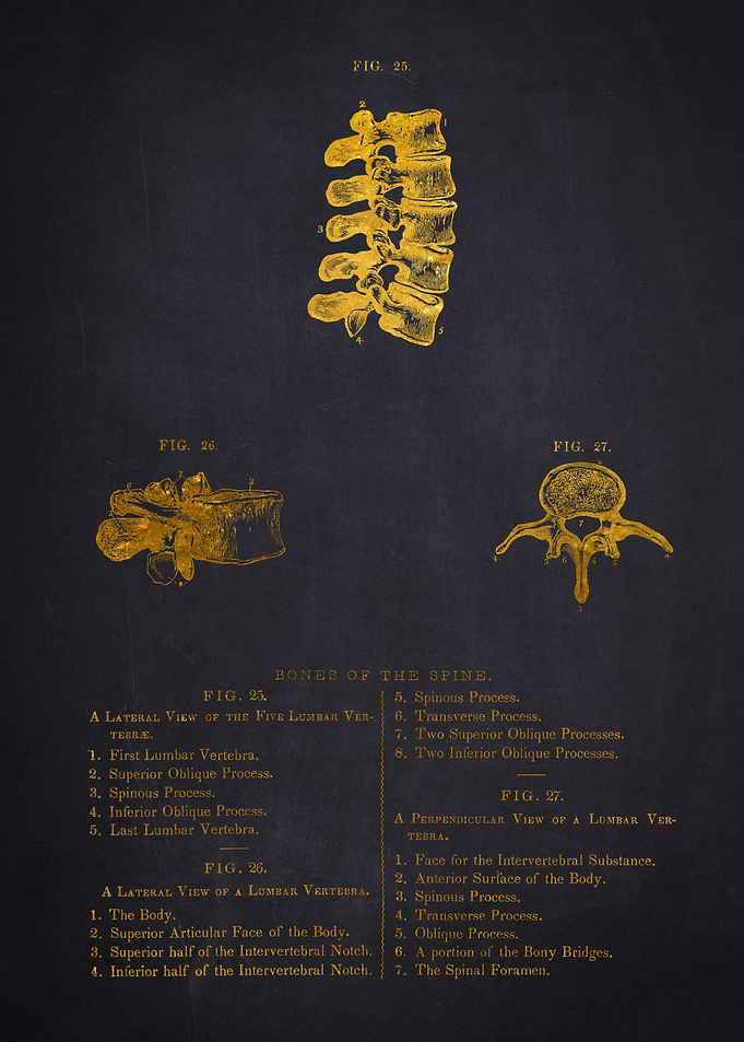 Human Spine Anatomy