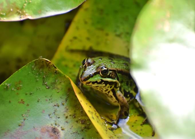 Green Frog on Lily Pad