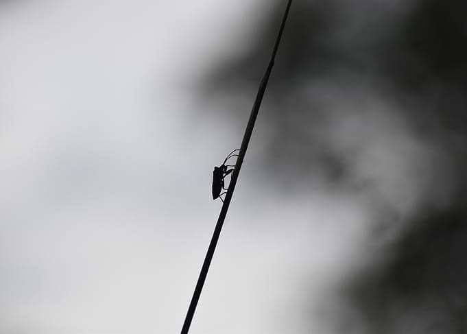 Insect Silhouette on a Blade of Grass