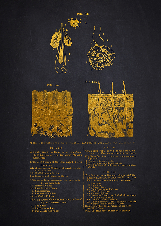 Gold Illustration of the Skin