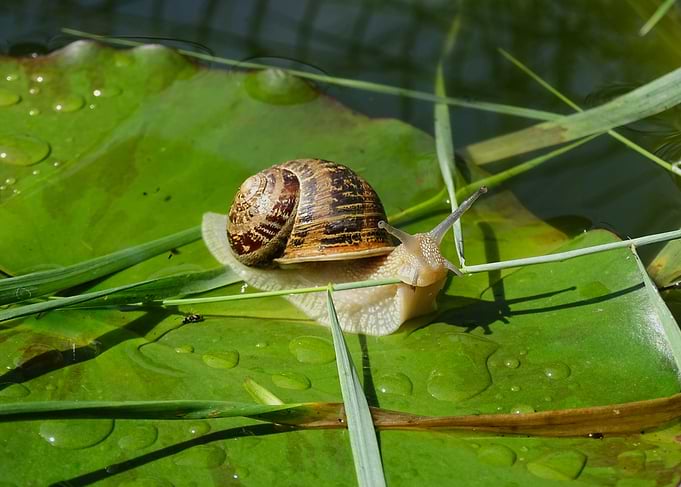 Snail on Lily Pad