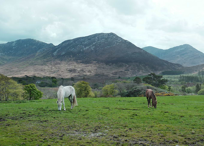 Horses Grazing in Mountain Valley (Connemara)