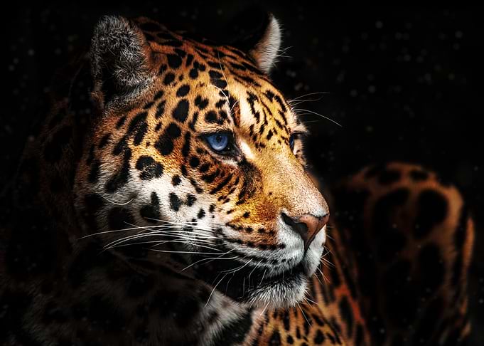 Leopard's Stare