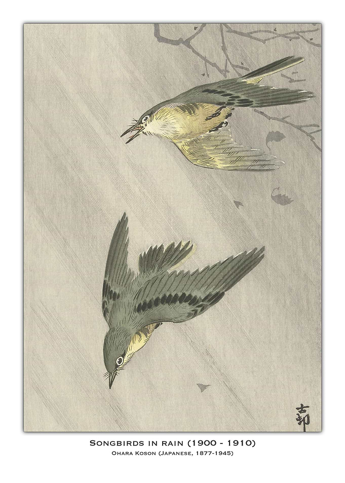 Songbirds in Rain
