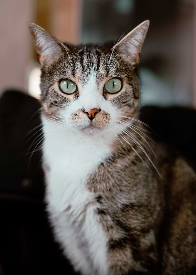 Cat portrait