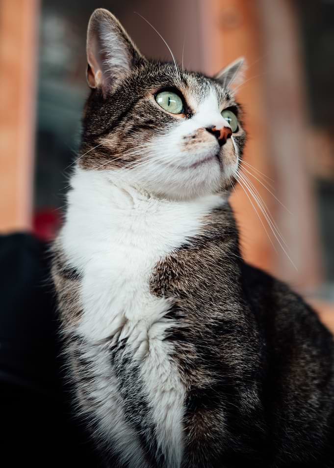Curious Tabby Cat
