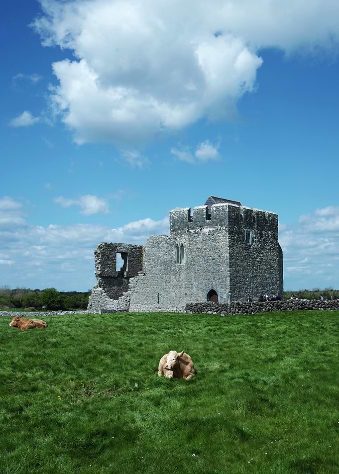 Ruined Castle with Cows