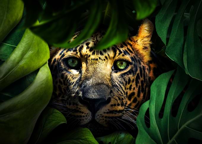 Jaguar in Jungle