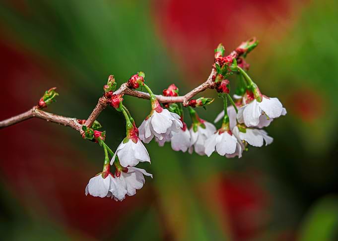 Delicate Cherry Blossoms