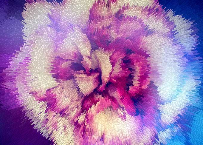 Abstract pink rose