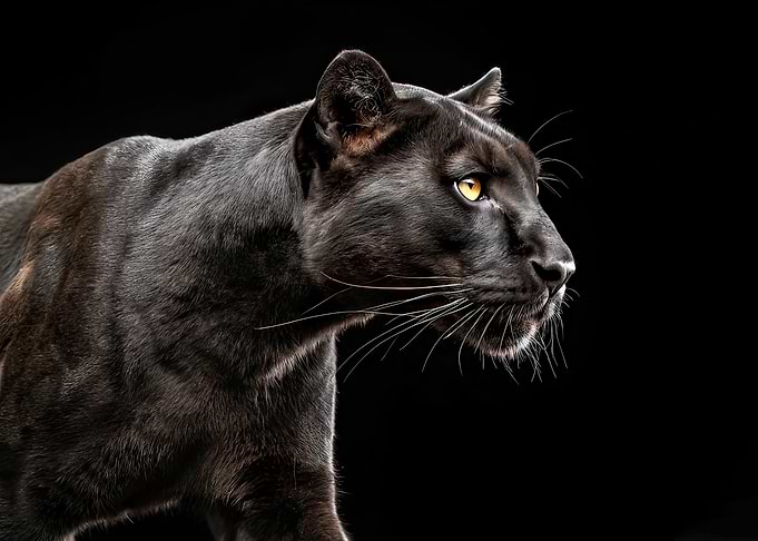 Black Panther Portrait