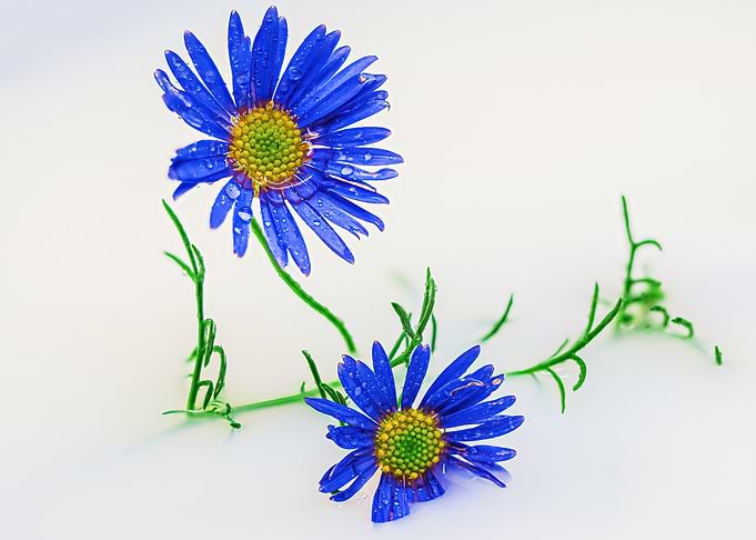 Blue Flowers with Dew Drops