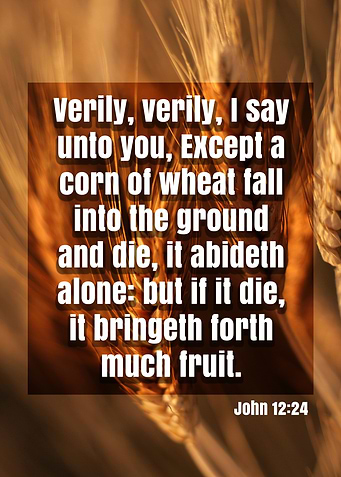 A Corn of Wheat Bible Verse