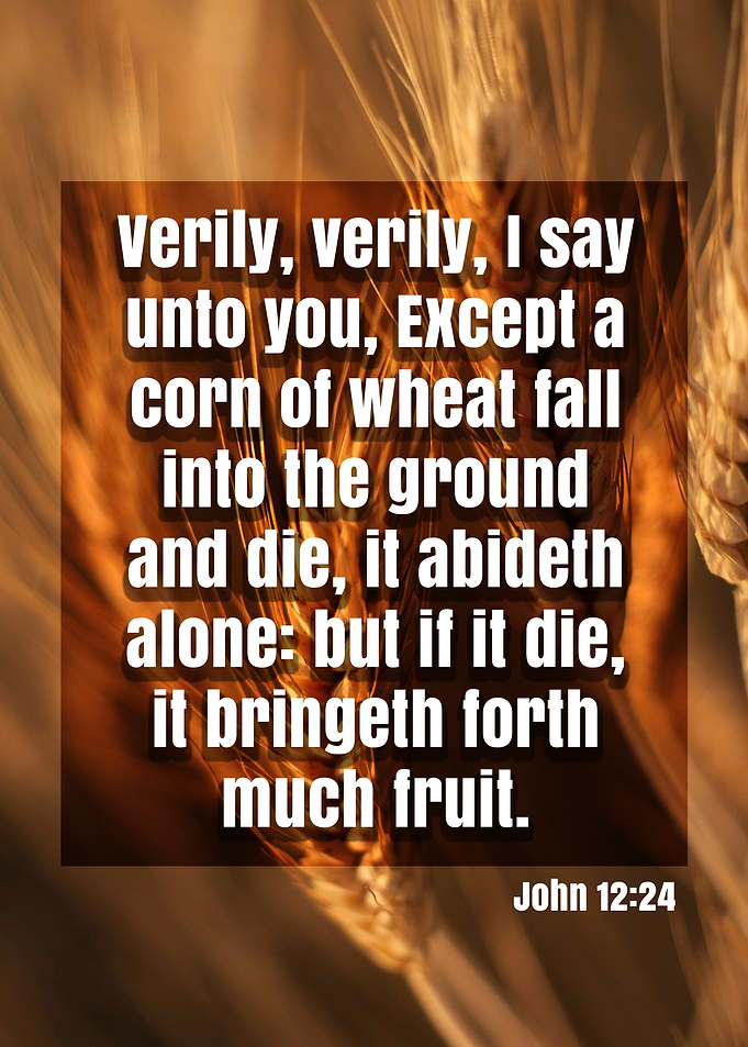 A Corn of Wheat Bible Verse