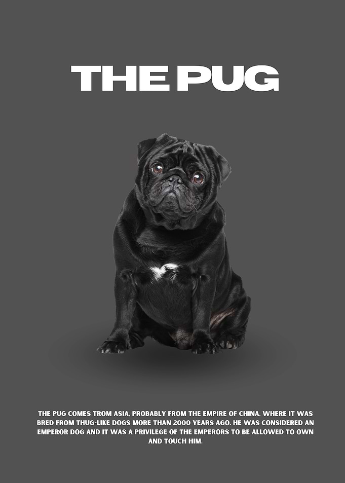 The Black Pug