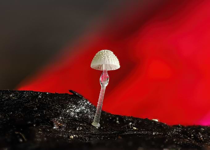 Tiny White Mushroom