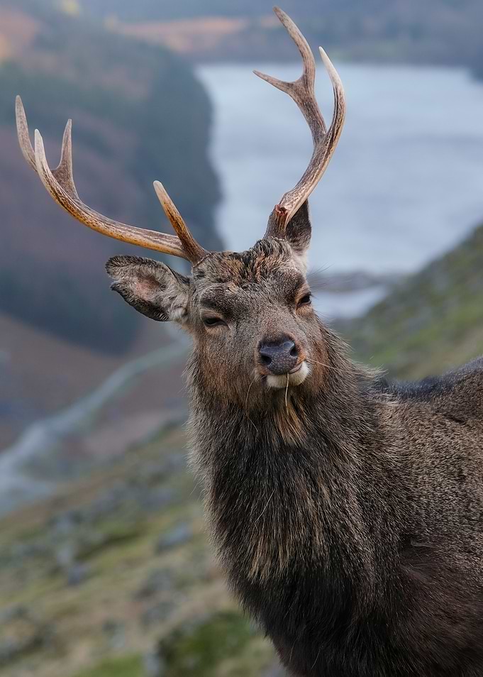 Close-up of a Deer