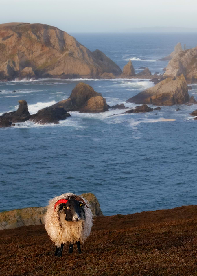 Wild Irish Sheep on a Coastal Cliffs of Donegal