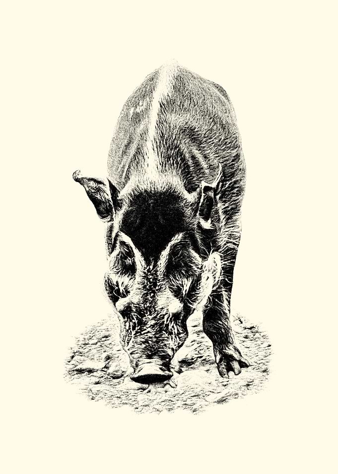 Red River Hog Sketch