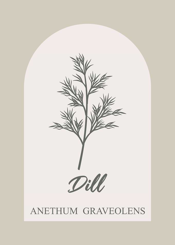 Dill Herb Illustration