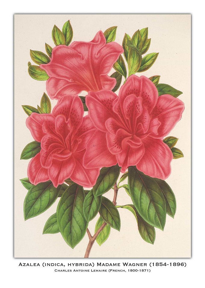 Azalea Madame Wagner Botanical Illustration