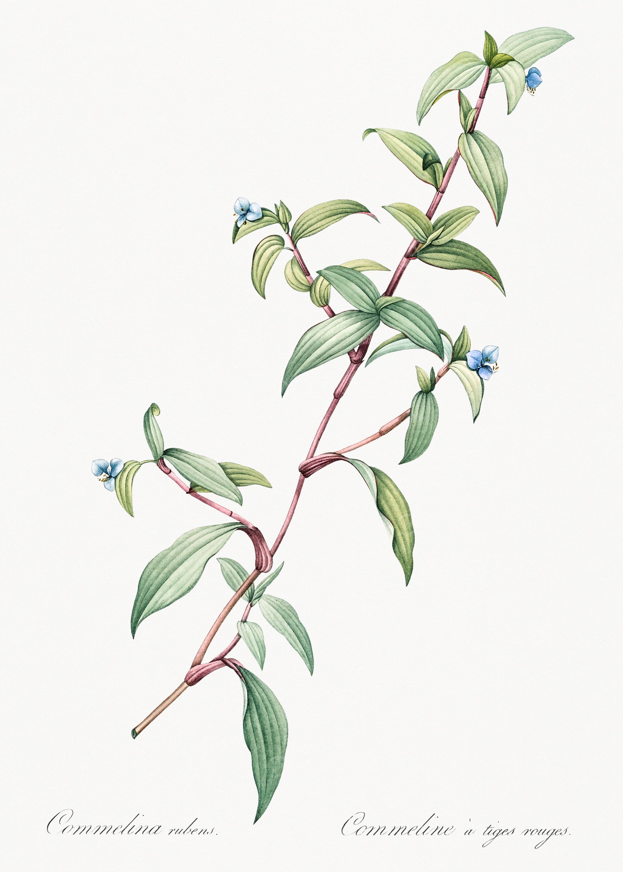 Commelina rubens Illustration