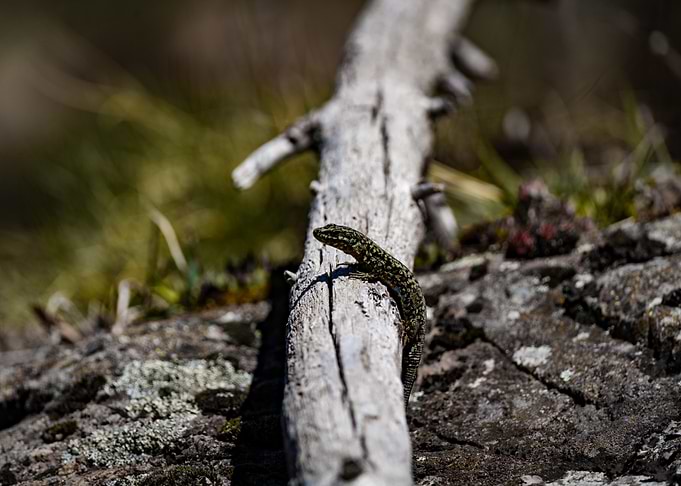 Stealth lizard