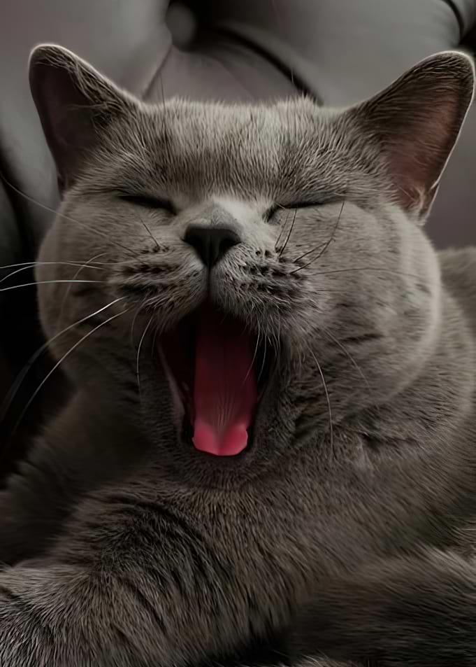 Yawning Grey Cat