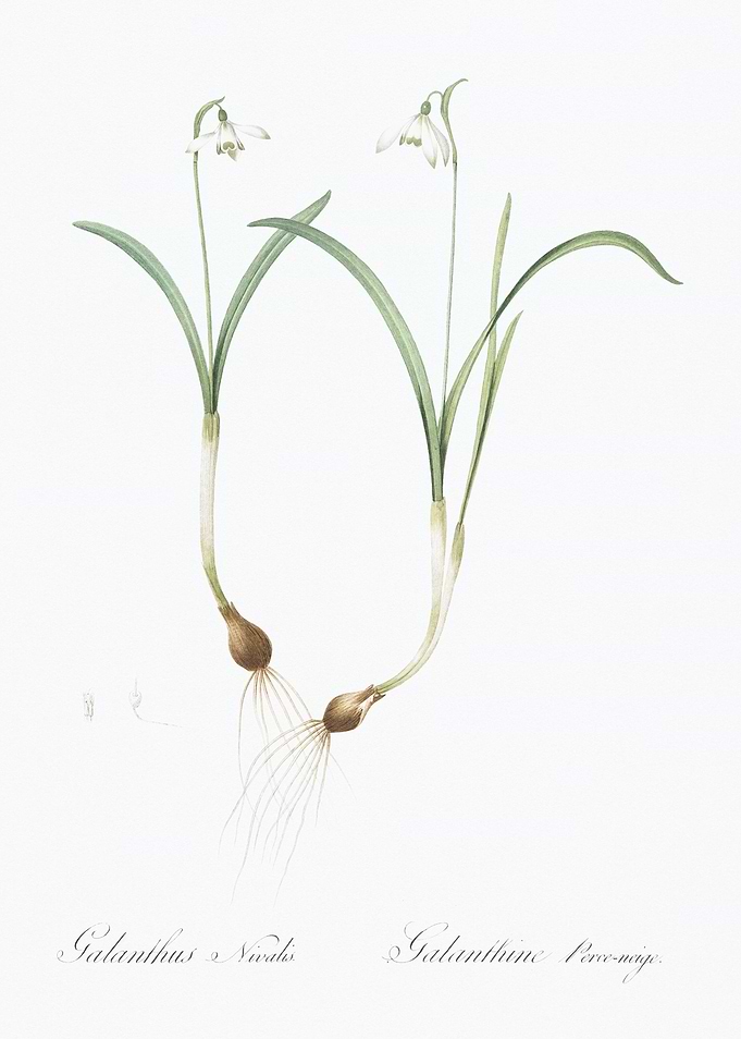Snowdrop Botanical Illustration