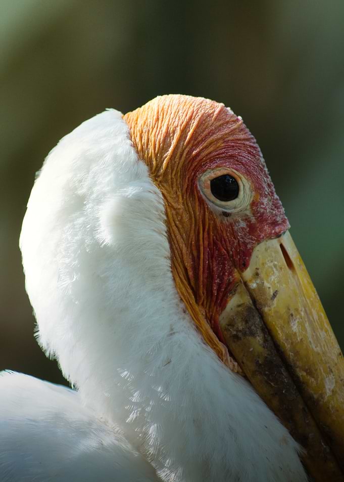 Close-up of a Bird's Head