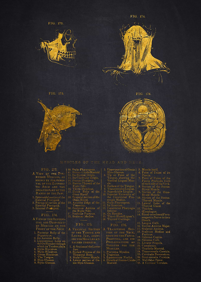 Gold Neck Anatomical Illustrations