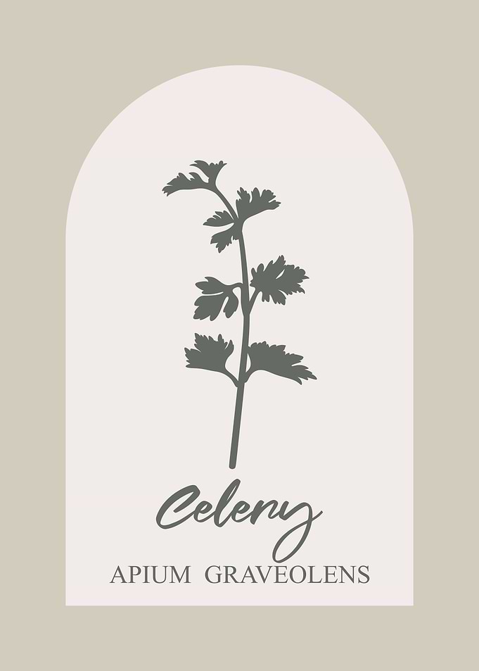 Celery Botanical Illustration