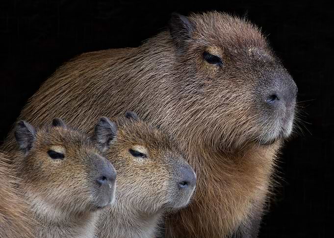 Capybara Family Portrait