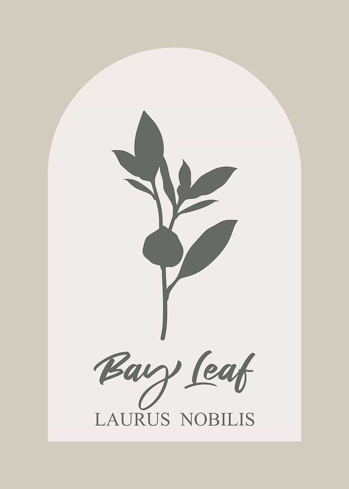 Bay Leaf Herb Illustration