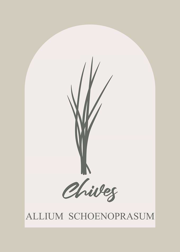 Chives Illustration