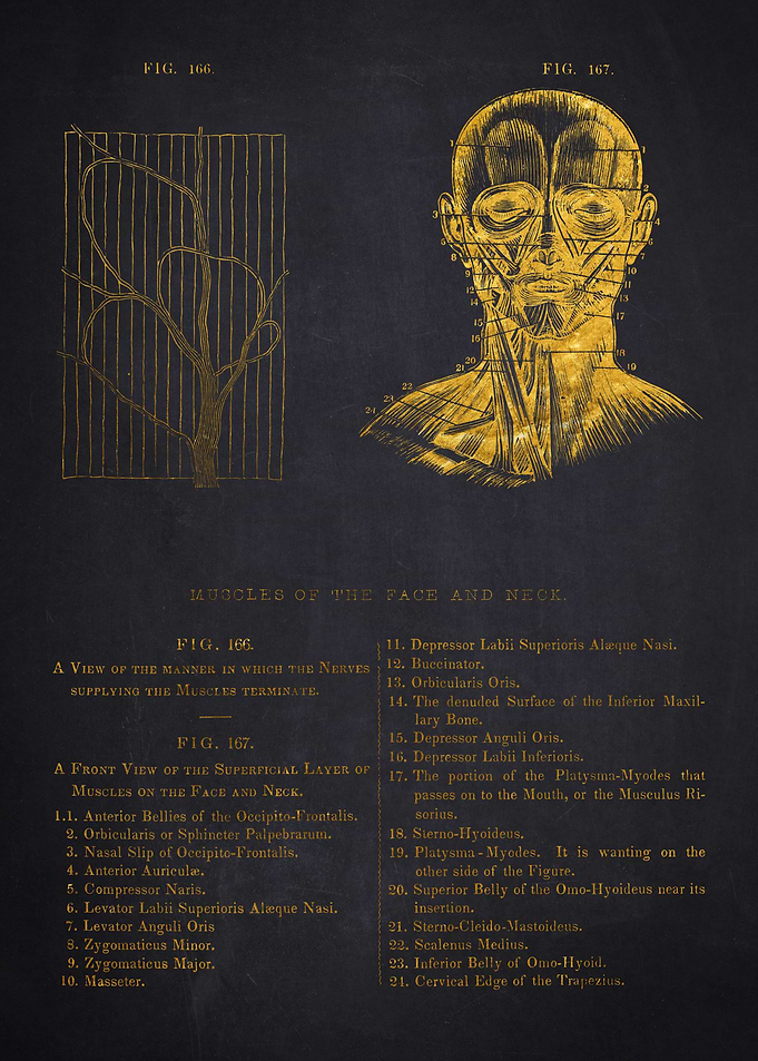 Muscles of the Face and Neck Anatomy Illustration