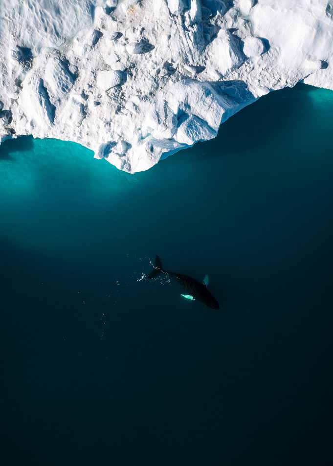 Arctic Humpback Whale from above