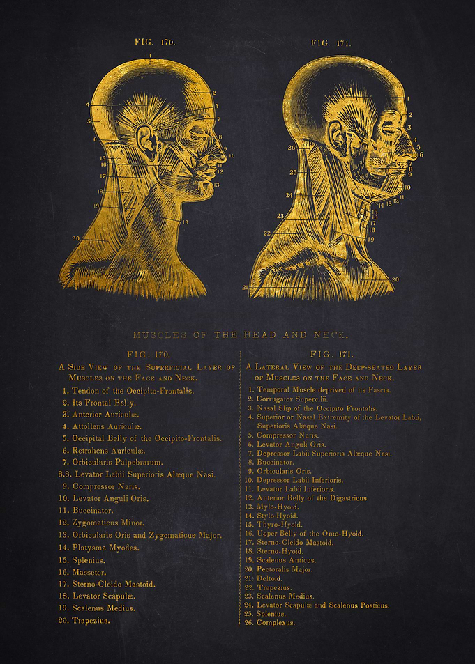 Head and Neck Anatomy Illustration