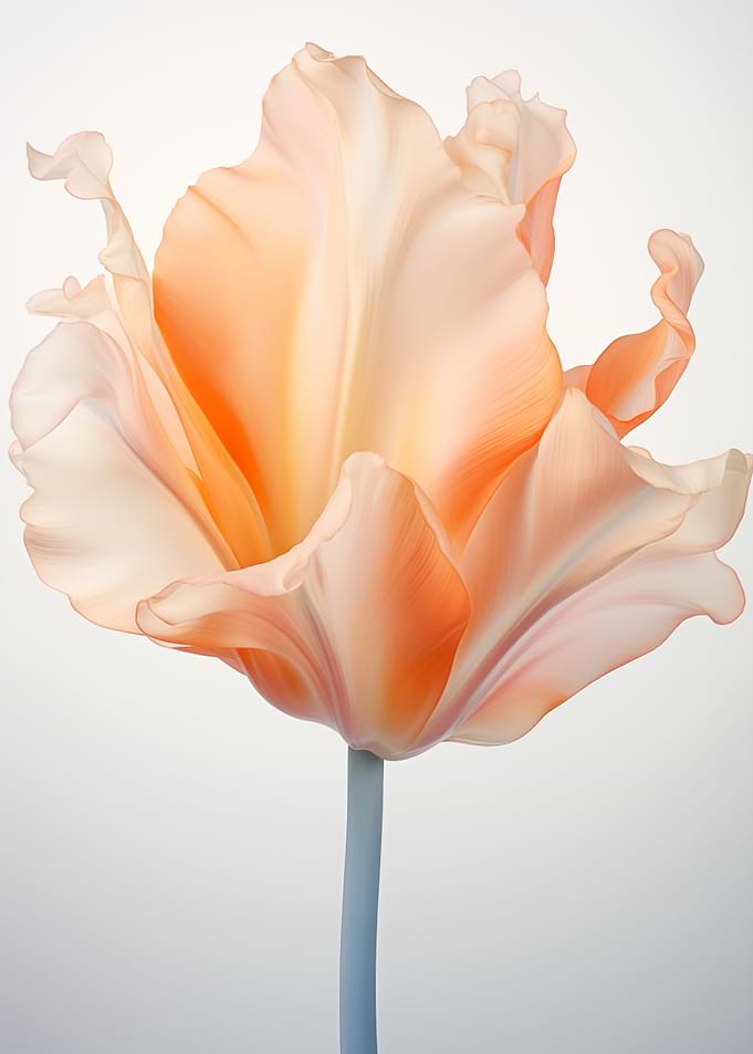 Peach Tulip Blossom