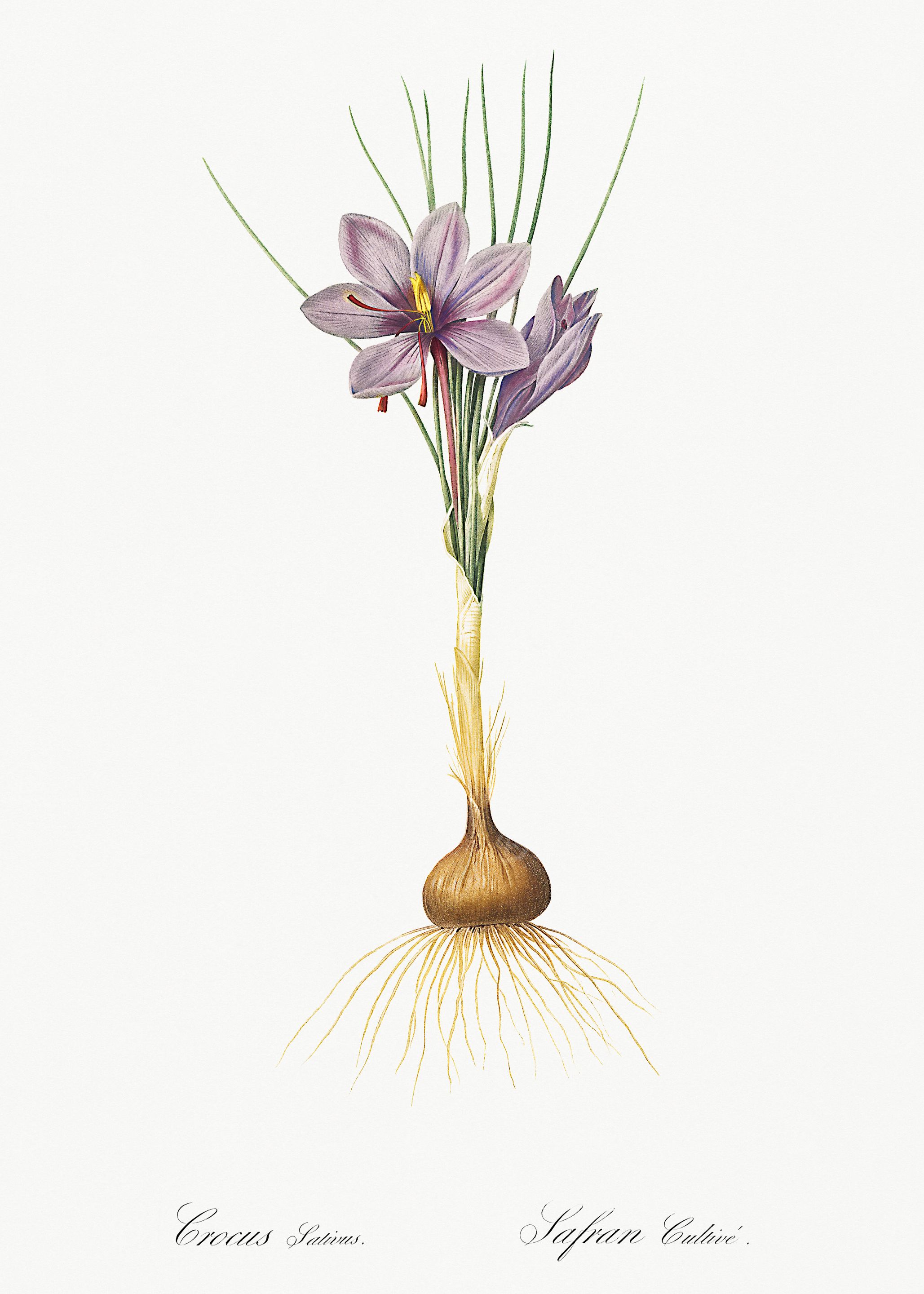 Saffron Crocus Illustration