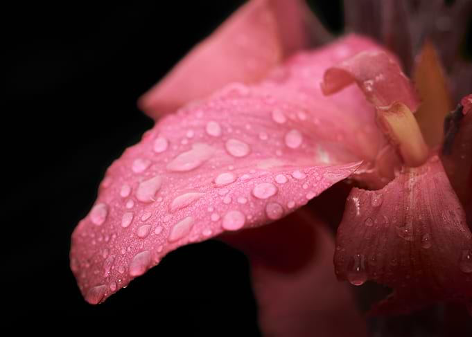 Pink Flower Petal with Dew Drops