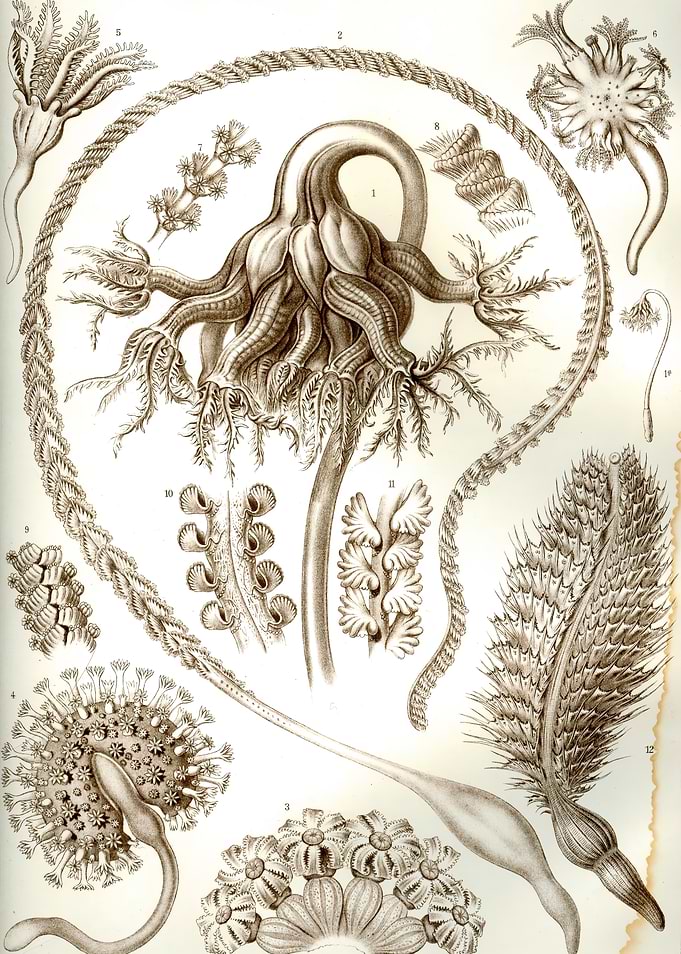 Ernst Haeckel Sea Life Illustration