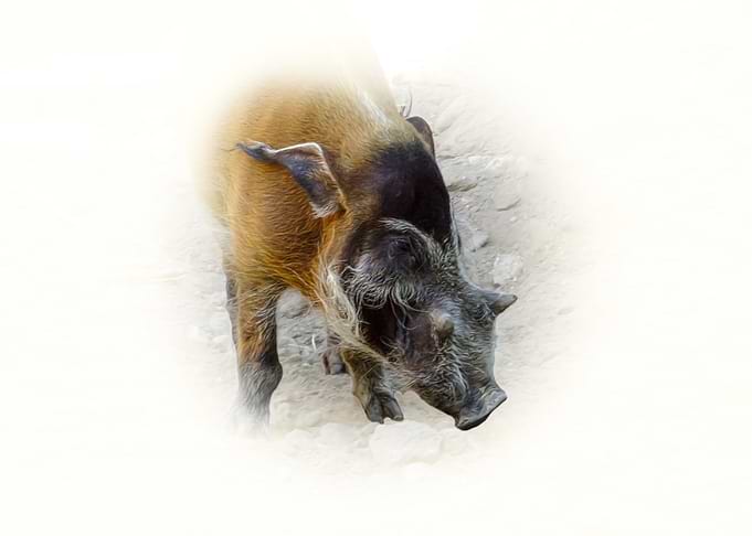 Red River Hog Close-Up