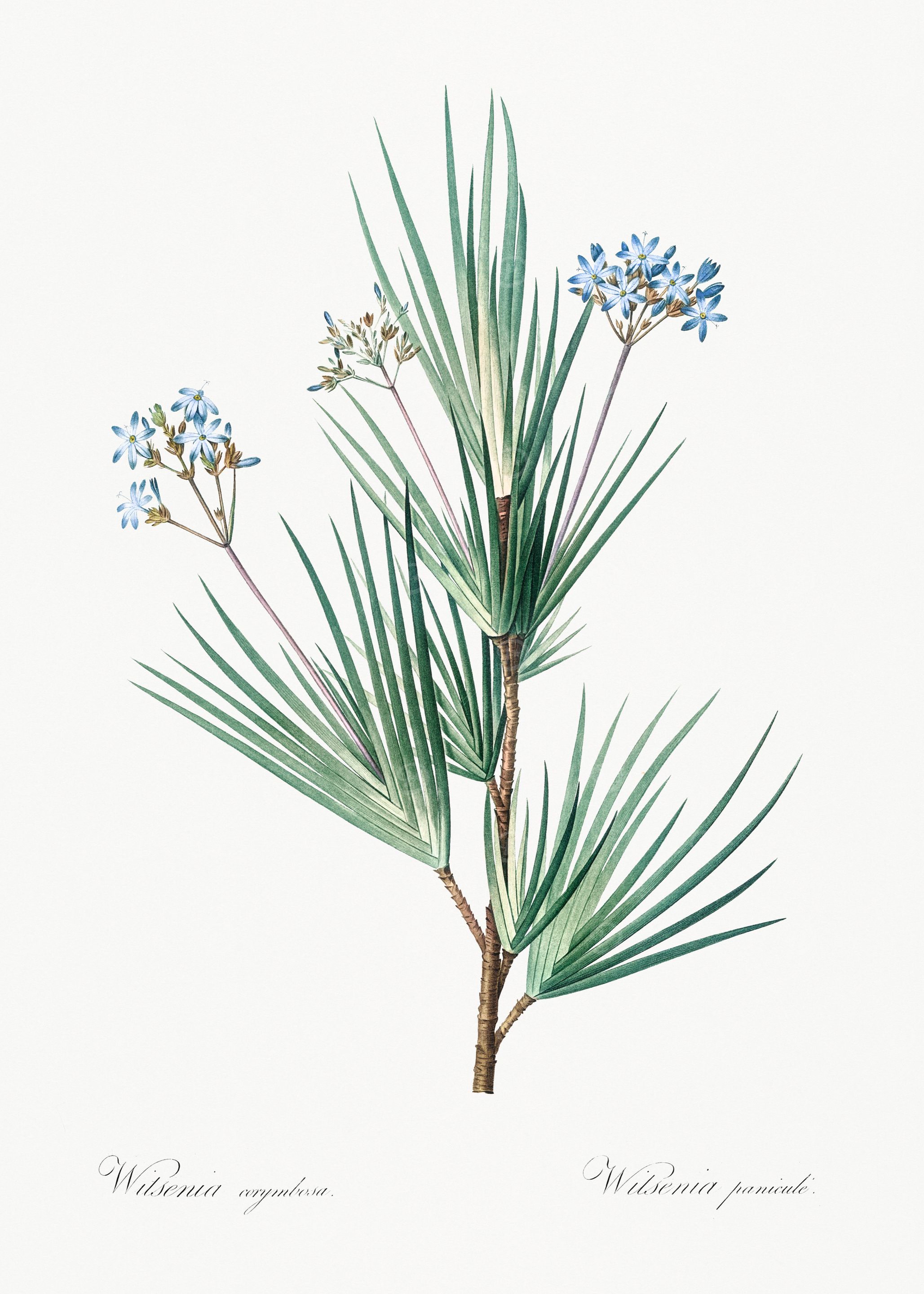 Wilseninia Flower Illustration