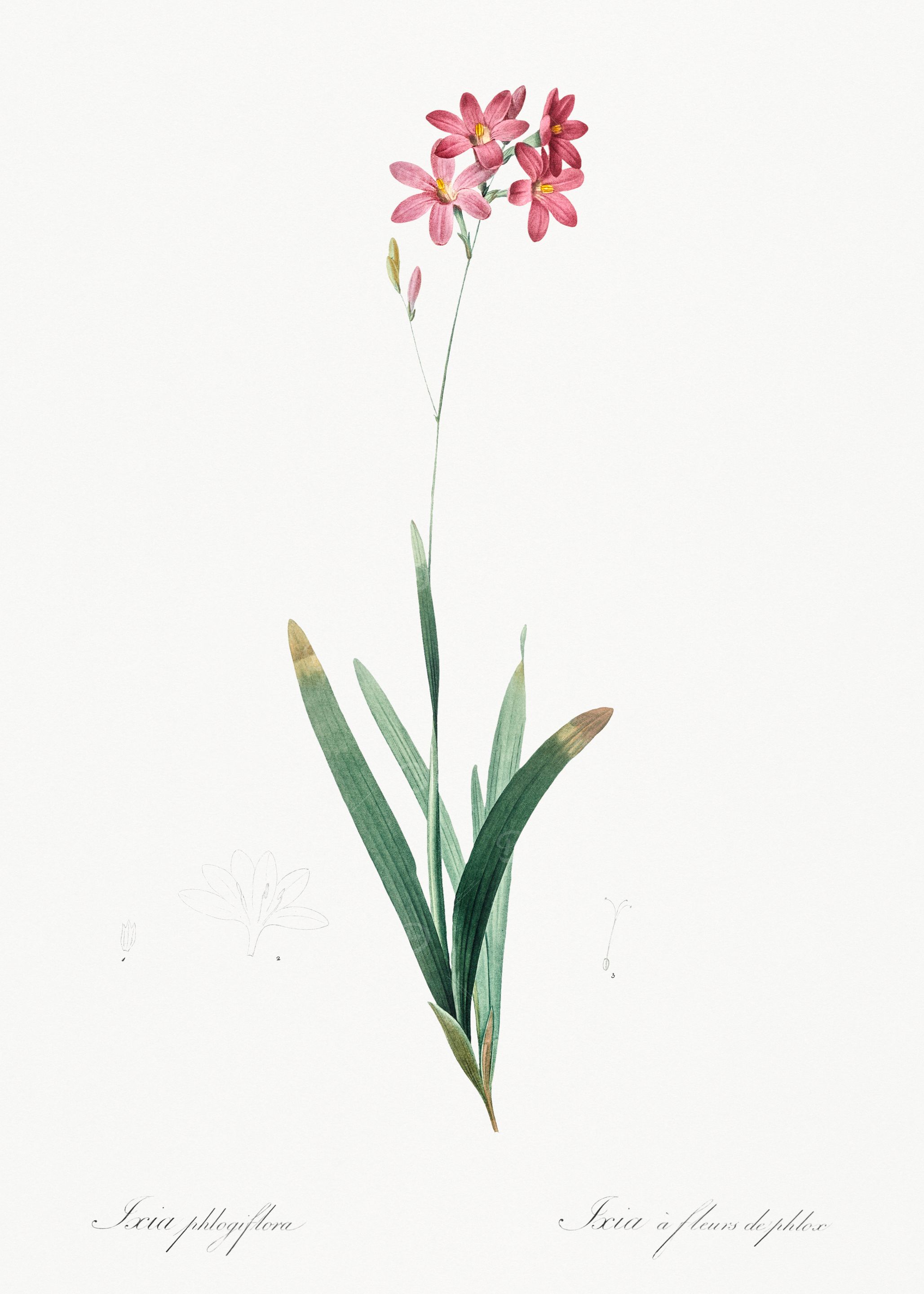 Pink Ixia Flower Illustration